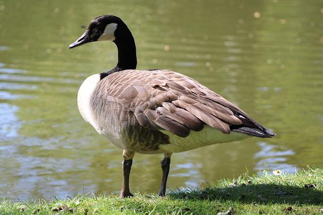 Canada’s 2026-2027 Immigration Plan Set to Dramatically Reduce Student, Temporary Resident, and International Worker Numbers