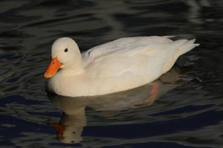 Toyota Surges Past Nissan and Honda in Japanese Market Thanks to Reverse Imports-Marking One Year Since Trump’s ‘Liberation Day