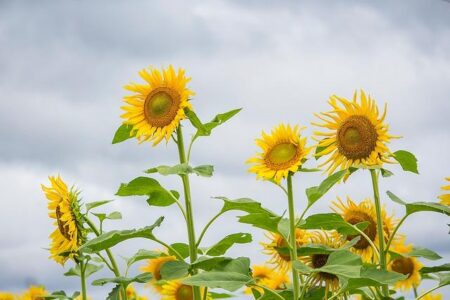 India Braces for a Weaker Monsoon in 2026, Experts Warn India Braces for a Weaker Monsoon in 2026, Experts Warn