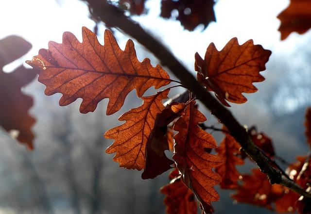 Auburn Gears Up to Host Thrilling Pre-World Cup Showdown: Argentina vs. Iceland