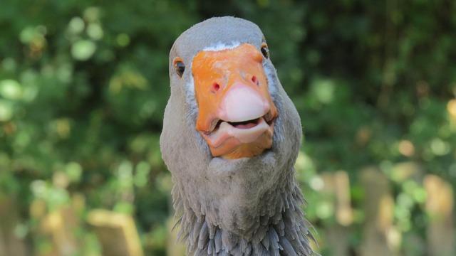 Is Your Dream Vacation in Canada Off-Limits? What Travel Warnings Mean for Your Safety and Wallet