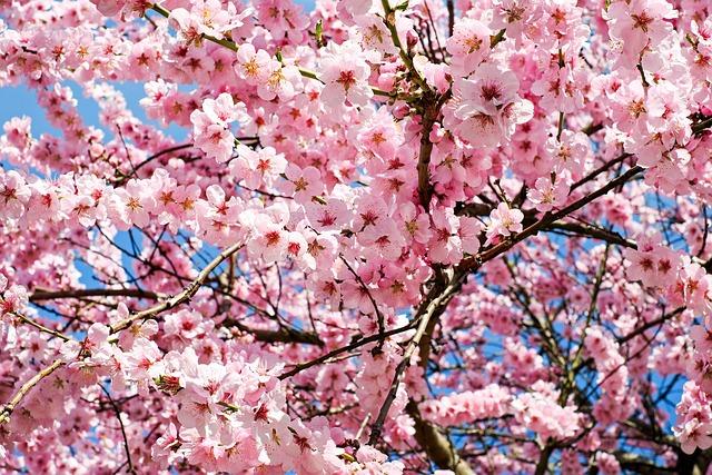 10 Stunning Destinations to Witness Cherry Blossoms Outside Japan 10 Stunning Destinations to Witness Cherry Blossoms Outside Japan