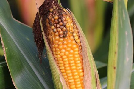 Brazil Unveils Exciting New Corn Feed Trade Route to China