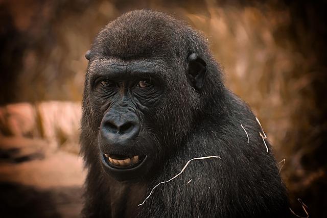 Germany Honors Its Oldest Gorilla’s 69th Birthday with Heartfelt Tribute