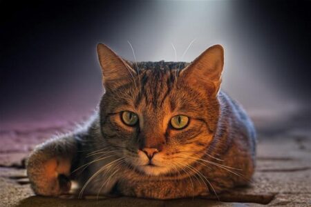 Domestic Investors Take Center Stage in Powering India’s Market Surge Domestic Investors Take Center Stage in Powering India’s Market Surge