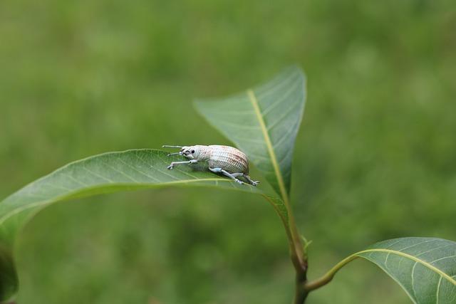 Kennedy Wesley Sparks Victory Off the Bench as USWNT Defeats Japan