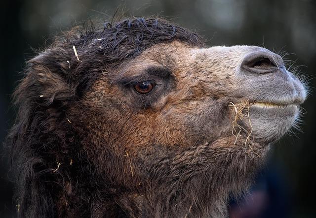 French-Algerian Author Kamel Daoud Sentenced to 3 Years Over Controversial Award-Winning Novel