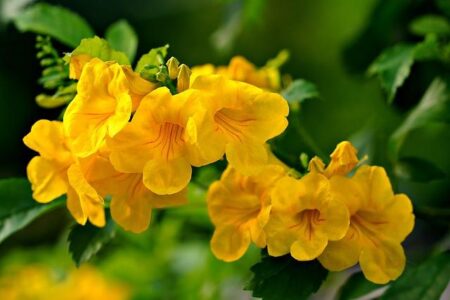 Is Liberal Democracy Facing an Imminent Collapse?