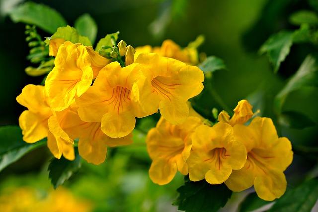 Is Liberal Democracy Facing an Imminent Collapse?