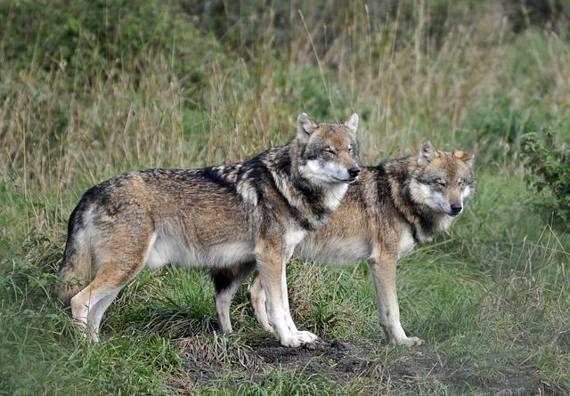 Deadly Mystery: Poisoning Claims 18 Wolves in Italian National Park