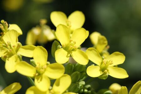 Choi Yang-rak’s Bold New Beginning in Australia After Overcoming Unemployment at 38