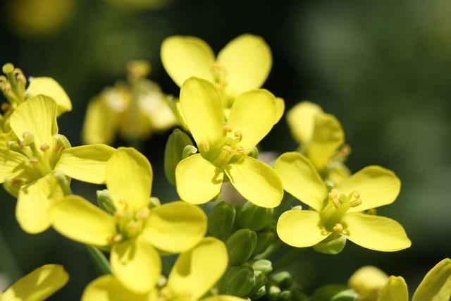 Choi Yang-rak’s Bold New Beginning in Australia After Overcoming Unemployment at 38