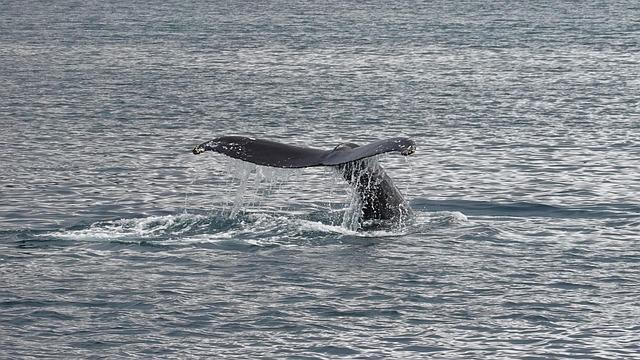 Humpback Whale ‘Timmy’ Triumphantly Returns to the Ocean After Incredible Journey