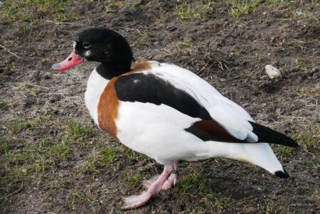 Why Replacing Iran with Italy at the World Cup Is Extremely Unlikely and Misses the Mark