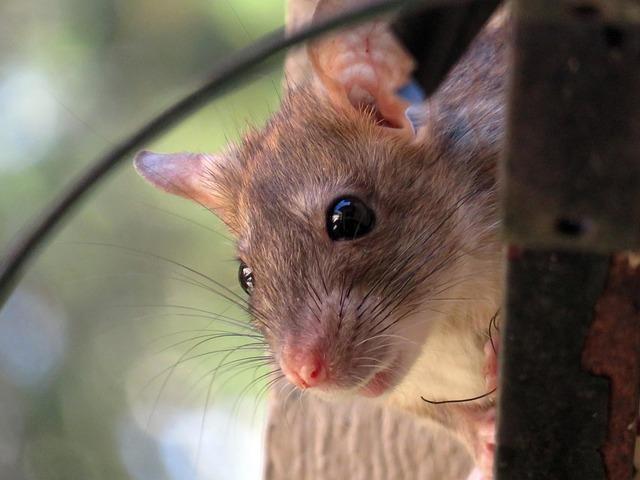 Rats Invade Gaza’s Tent Camps, Attacking Children and Spreading Disease
