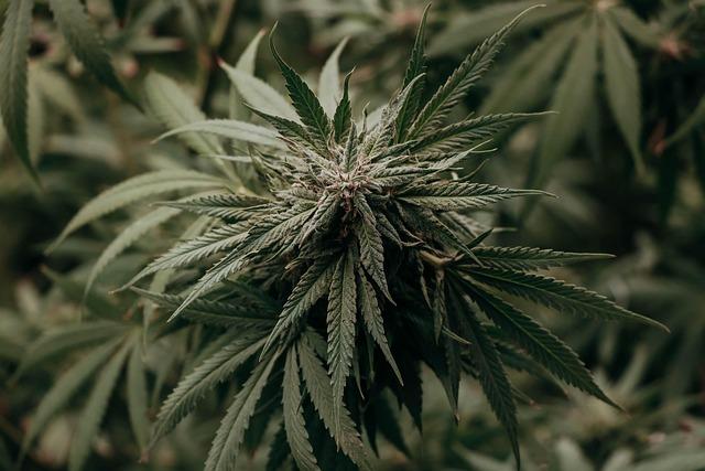 Man Sentenced for Leading Major Cannabis Smuggling Operation from Spain