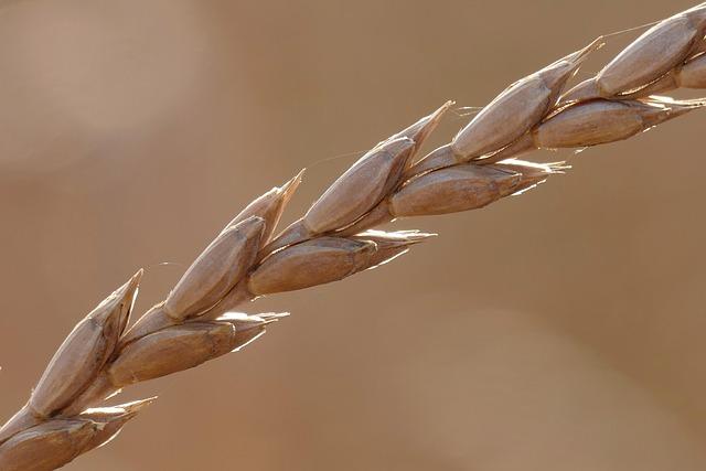 Spain’s PBSA Sector: Thriving Amid Rapid Growth and Expansion