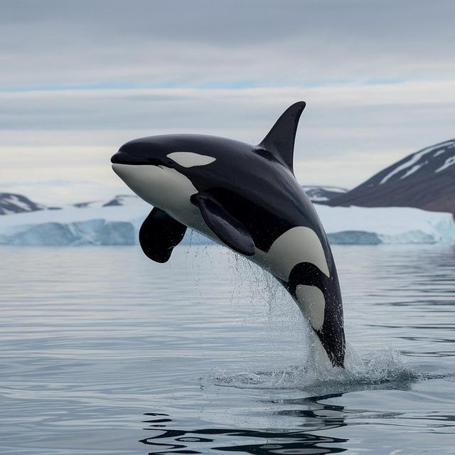 The Uncertain Fate of France’s Last Two Captive Orcas
