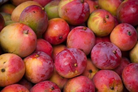 Indian Mangoes Shine Bright at Singapore Festival as Exports Soar
