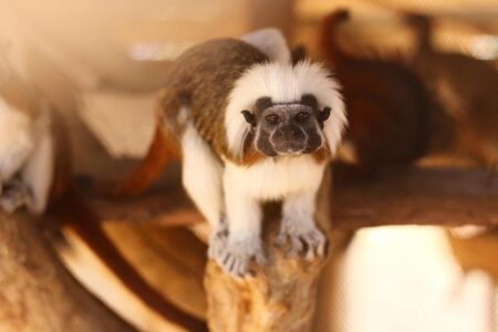 Punch, the Lonely Monkey Who Captivated a Small Japan Zoo, Is Growing Up and Still Shines as a Star