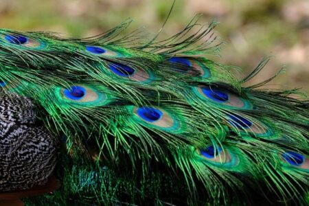 Over 100 Peacocks Create a Breathtaking Spectacle at Punta Marina, Italy Over 100 Peacocks Create a Breathtaking Spectacle at Punta Marina, Italy