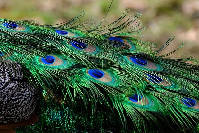 Over 100 Peacocks Create a Breathtaking Spectacle at Punta Marina, Italy