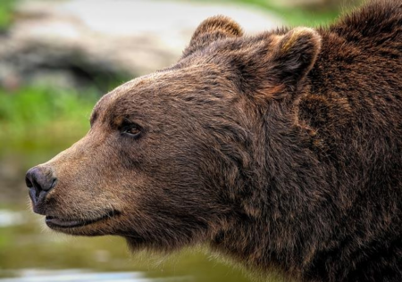 Bear Attack at Canadian Uranium Mine Triggers Emergency Shutdown and Halts Operations