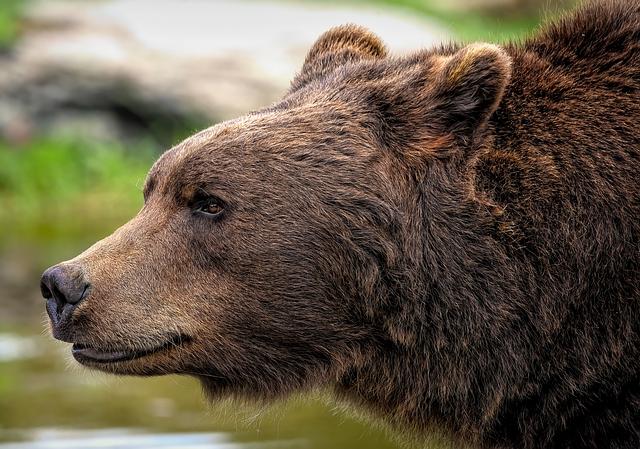 Bear Attack at Canadian Uranium Mine Triggers Emergency Shutdown and Halts Operations