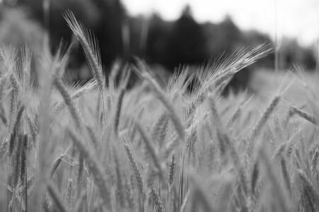 Grain Prices Plummet After China’s Disappointing Demand: How Far Could They Fall? Grain Prices Plummet After China’s Disappointing Demand: How Far Could They Fall?