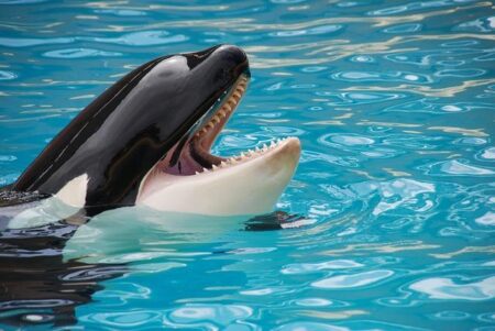 France to Relocate Marineland Orcas to Spain Just in Time for Summer