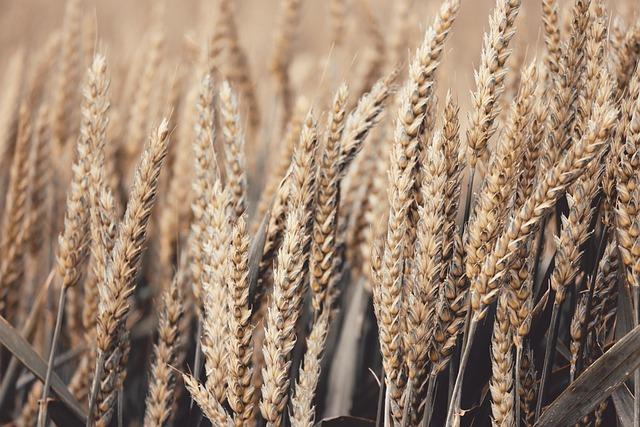 Monumental Week: Grains Soar Despite Disappointing China News Monumental Week: Grains Soar Despite Disappointing China News