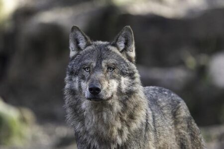 Monster Wolf’ Robots Unleashed in Japan to Tackle Rising Bear Attacks Monster Wolf’ Robots Unleashed in Japan to Tackle Rising Bear Attacks