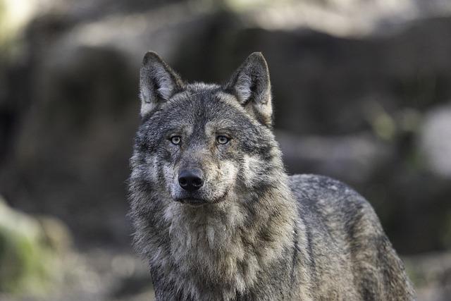 Monster Wolf’ Robots Unleashed in Japan to Tackle Rising Bear Attacks Monster Wolf’ Robots Unleashed in Japan to Tackle Rising Bear Attacks