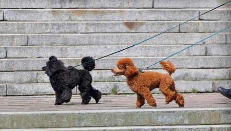 Explore the Future of Interactive Dog Toys in the UK: Trends, Growth, and Key Insights