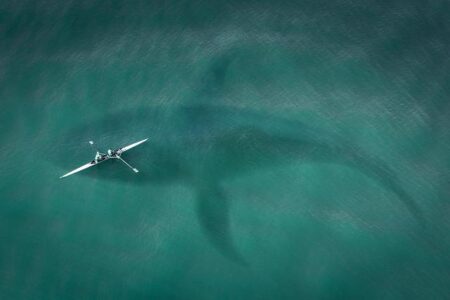 Terrifying Encounter: Man Fatally Attacked by 13-Foot Shark in Western Australia Terrifying Encounter: Man Fatally Attacked by 13-Foot Shark in Western Australia