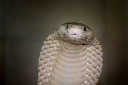 Terrifying Discovery: Indian Cobra Found Inside Grandparents’ Home Before Safe Rescue Terrifying Discovery: Indian Cobra Found Inside Grandparents’ Home Before Safe Rescue