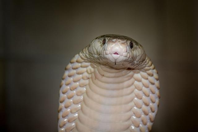 Terrifying Discovery: Indian Cobra Found Inside Grandparents’ Home Before Safe Rescue