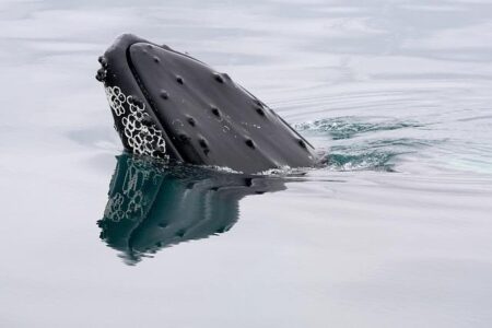 Two Humpback Whales Shatter Records on Epic Journey Between Australia and Brazil
