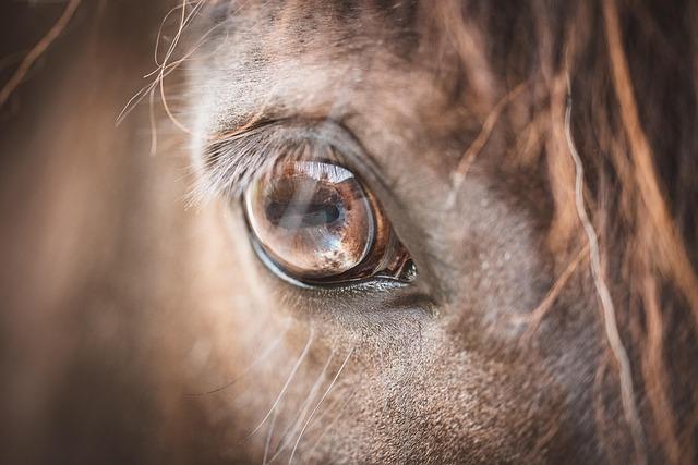 Closure of Canada’s Bouvry Exports Ignites Fierce Debate Over Horse Slaughter
