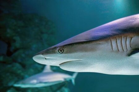 Italy Aquarium Heater Kit Market: Emerging Trends, Future Forecast, and Growth Opportunities Italy Aquarium Heater Kit Market: Emerging Trends, Future Forecast, and Growth Opportunities