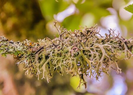 Toxic Chemical Spill Sparks Air Quality Warning in Garden Grove, California Toxic Chemical Spill Sparks Air Quality Warning in Garden Grove, California