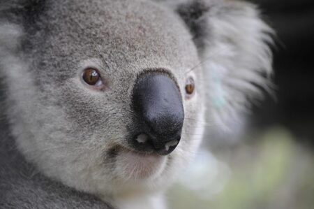 Australia’s LNG Industry Sounds the Alarm: Policy Uncertainty Jeopardizes Critical Investment