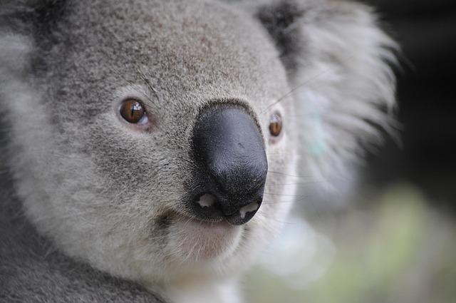 Australia’s LNG Industry Sounds the Alarm: Policy Uncertainty Jeopardizes Critical Investment Australia’s LNG Industry Sounds the Alarm: Policy Uncertainty Jeopardizes Critical Investment