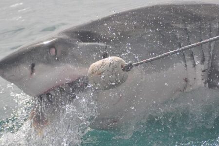Deadly Shark Attack Strikes Australia Again in Less Than Two Weeks Deadly Shark Attack Strikes Australia Again in Less Than Two Weeks