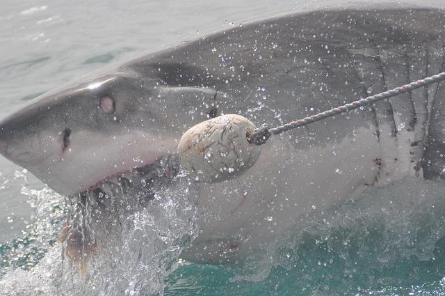 Deadly Shark Attack Strikes Australia Again in Less Than Two Weeks Deadly Shark Attack Strikes Australia Again in Less Than Two Weeks