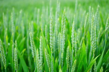 Late-May Heat Wave Threatens to Stress France’s Wheat Harvest
