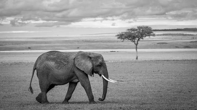 Blue Elephant Energy Launches One of Germany’s Largest Ground-Mounted Solar Power Projects Blue Elephant Energy Launches One of Germany’s Largest Ground-Mounted Solar Power Projects