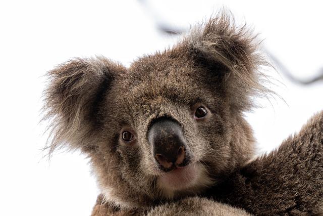 Insurance Australia Secures Major Settlement in High-Profile Greensill Federal Court Battle Insurance Australia Secures Major Settlement in High-Profile Greensill Federal Court Battle