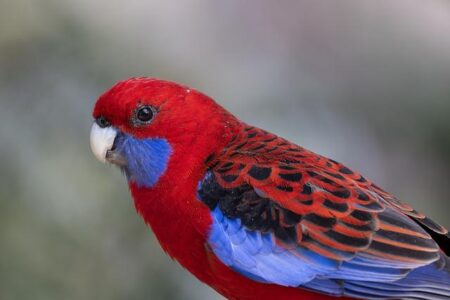 Retiring in Australia Now Requires a Whopping A$1 Million, New Study Finds