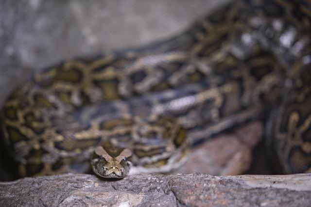Surging Hantavirus Cases Spark Alarm as Climate Change Fuels a Deadly Threat Surging Hantavirus Cases Spark Alarm as Climate Change Fuels a Deadly Threat